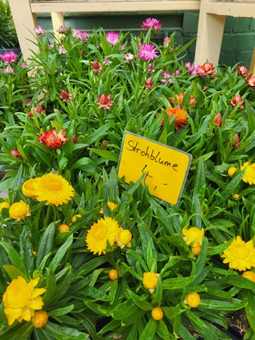Sommer Blumen Hannover